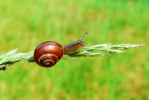 snail  molluscs  spike grass