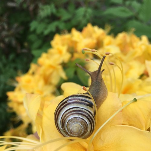 snail  garden  nature