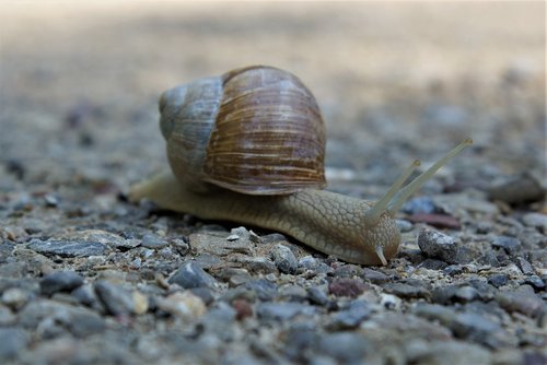 snail  crawl  slowly