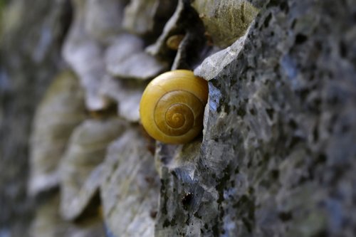 snail  shell  stone