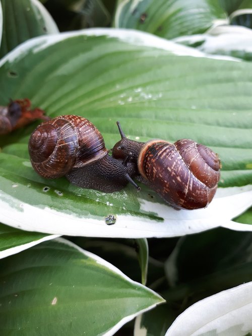 snail  macro  nature