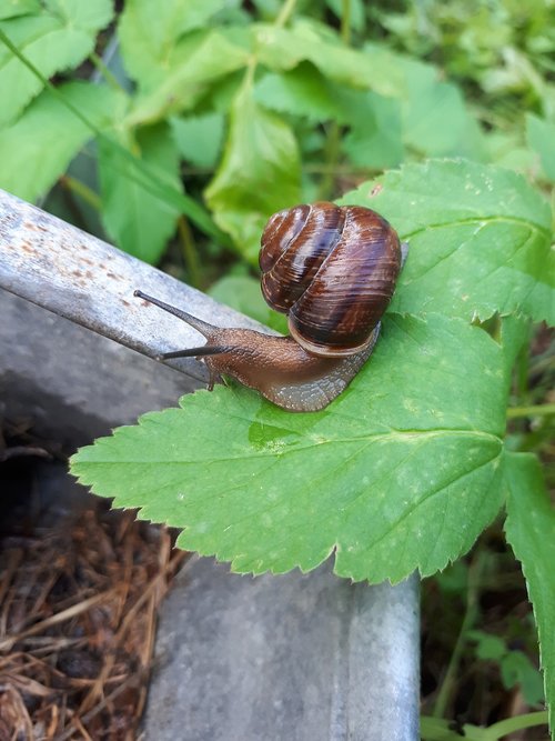 snail  macro  nature