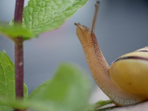 snail  close up  shell