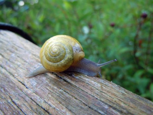 snail close macro photography