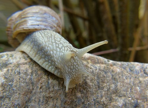 snail  shell  mucus