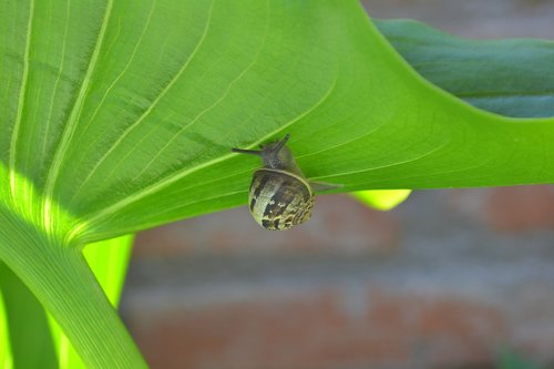 snail  molluscum  leaf