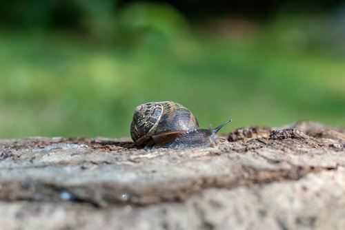 snail  gastropod  nature