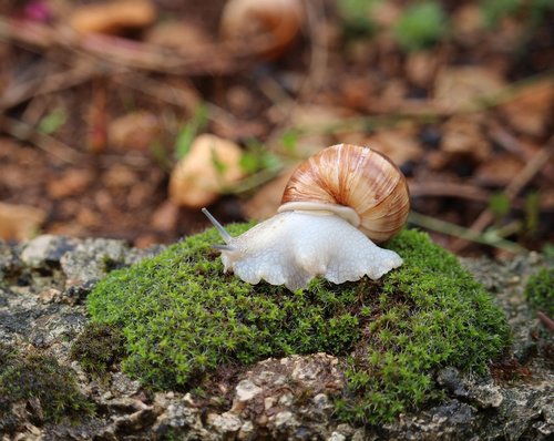 snail  moss  nature