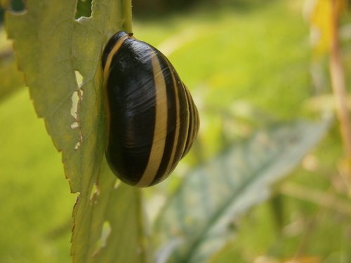 snail  garden  insect