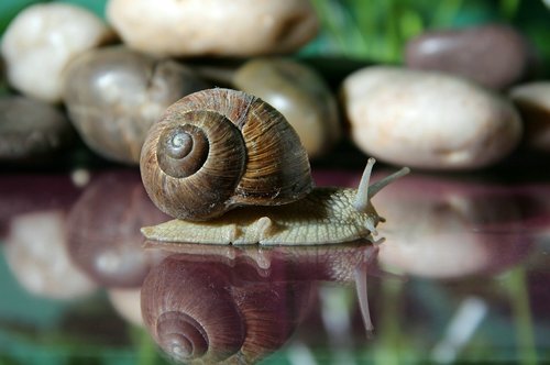 snail  shell  slowly