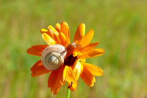 snail  molluscs  flower