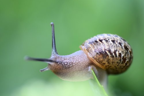 snail  green  garden