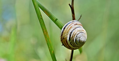 snail  conch  grass