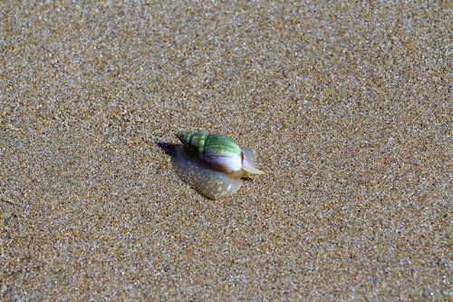 snail  beach  animal