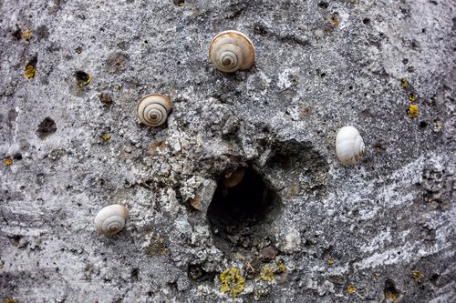 snail  round  spiral