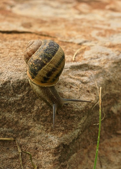 snail  animal  nature