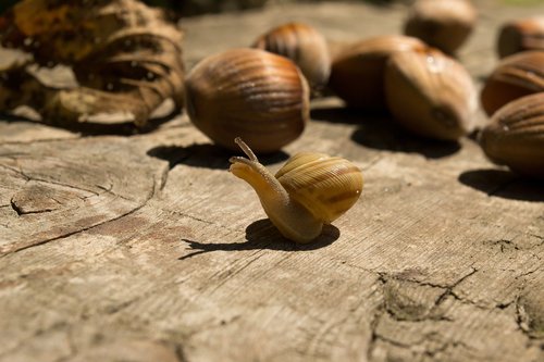 snail  wood  nuts
