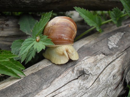 snail  wood  leaf