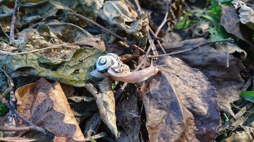 snail  strange  unusual