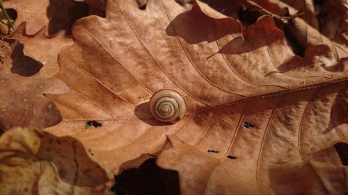 snail  bespozvonochnoe  animal