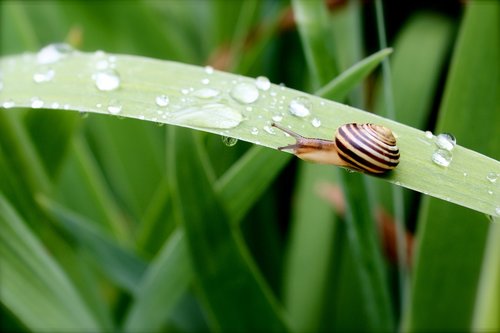 snail  nature  shell