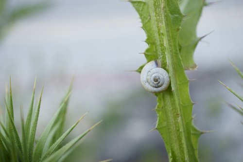 snail  flower  nature