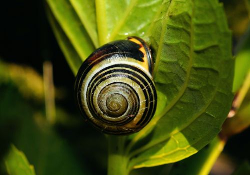 snail foraging close