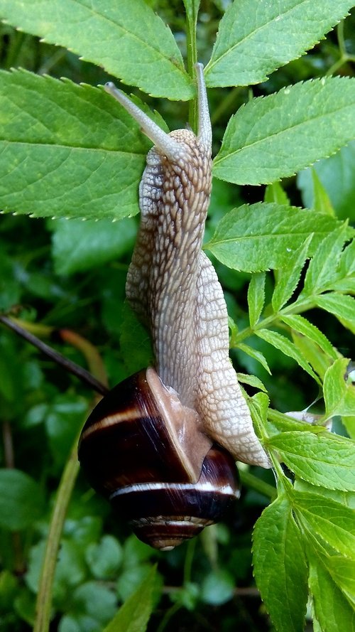 snail  nature  live