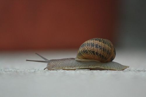 snail slow nature