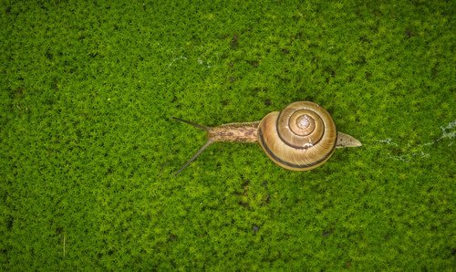 snail  moss  nature