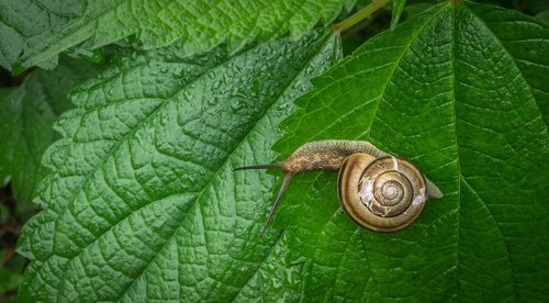 snail  the leaves  nature