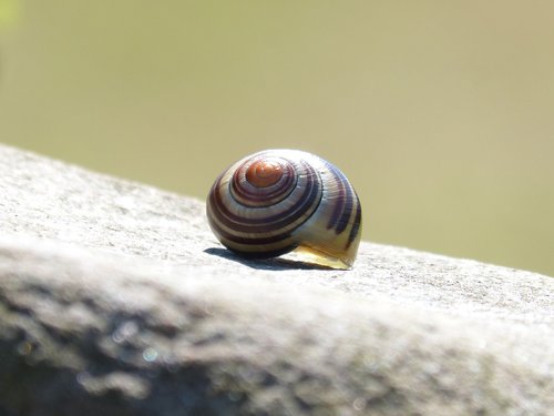snail  shell  snail yellow