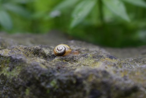 snail  stone  small