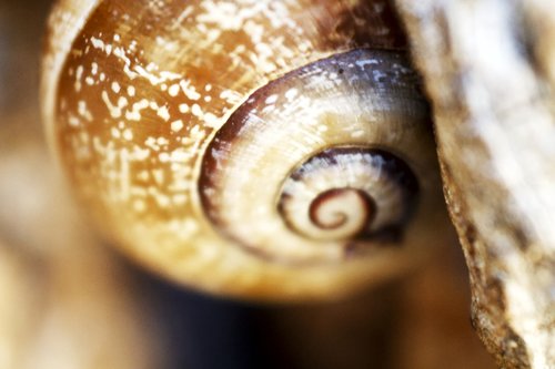 snail  shell  animals