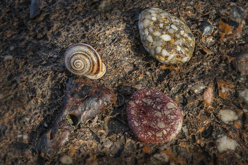 snail  stone  shell
