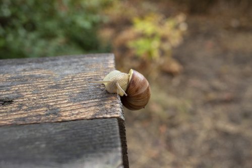 snail  creeps  slow