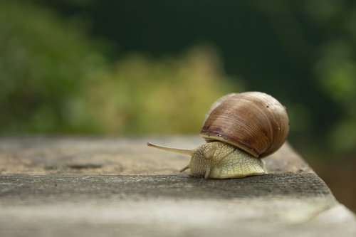 snail  creeps  slow