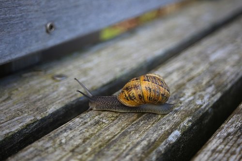 snail  shell  reptile