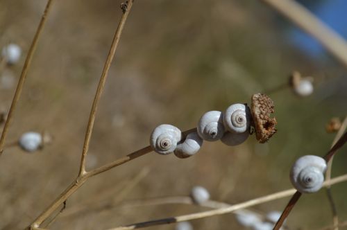 snail snails group