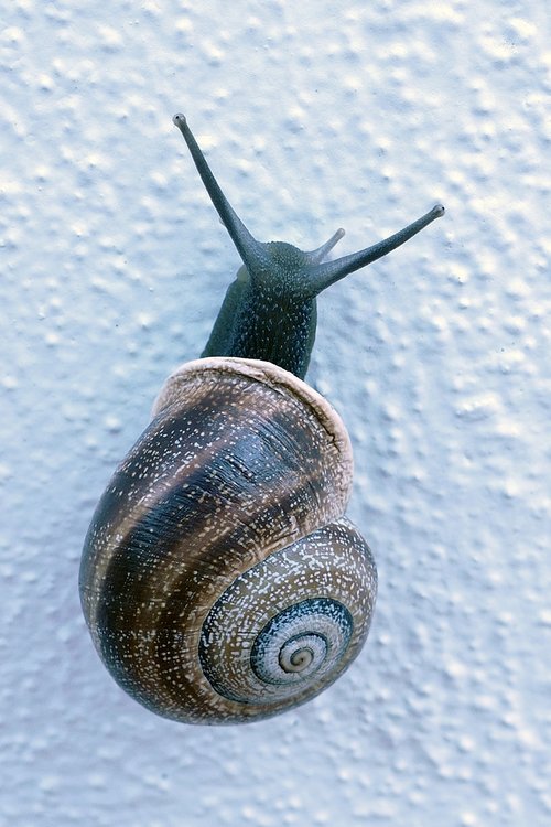 snail  mollusc  huisjesslak