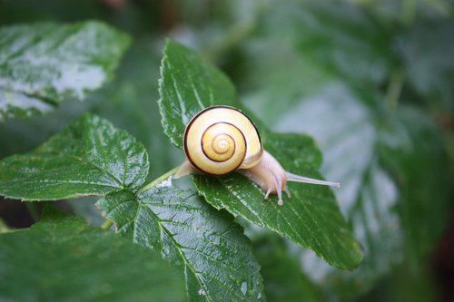 snail  green  nature