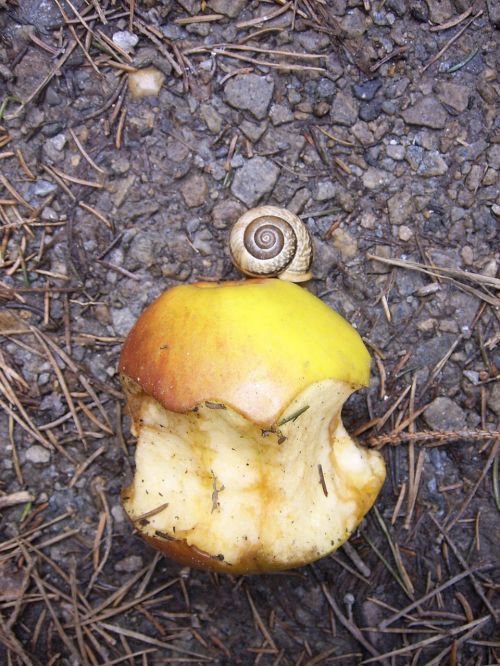 snail apple nibbled on