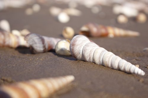 snail  coast  sand