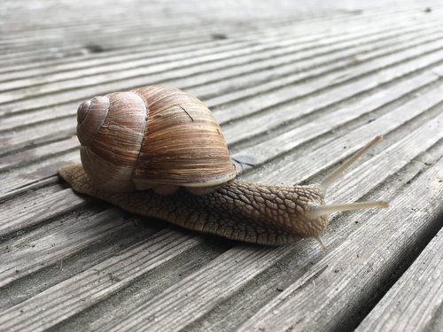 snail  slowly  animal