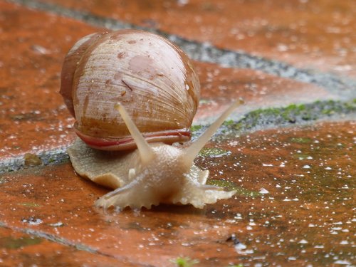 snail  animal  paraguay