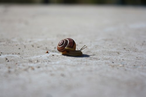 snail  concrete  animal