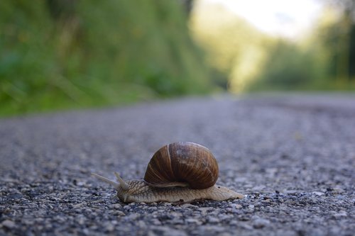 snail  crawl  slimy