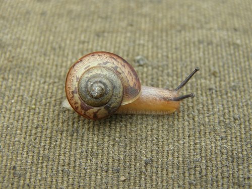 snail  summer  nature