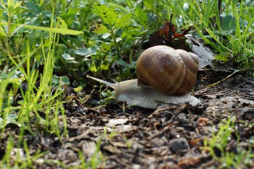 snail shell