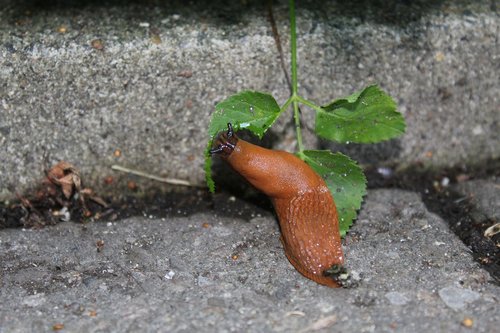 snail  nature  mollusk